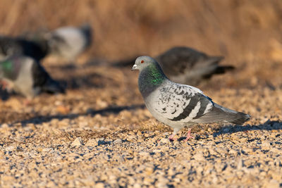Close-up of pigeon perching on land