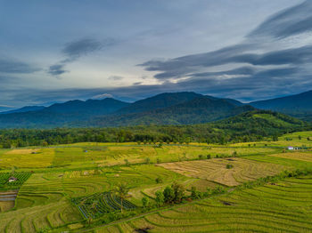 Morning air views on indonesian rice terraces. morning view of mountain in indonesia