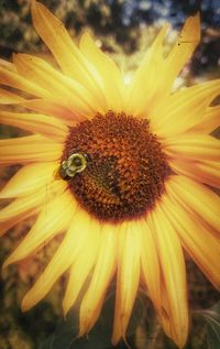 Close-up of honey bee pollinating on fresh yellow flower