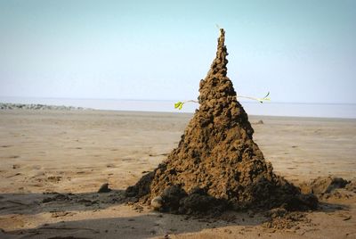 Dead tree on beach against clear sky