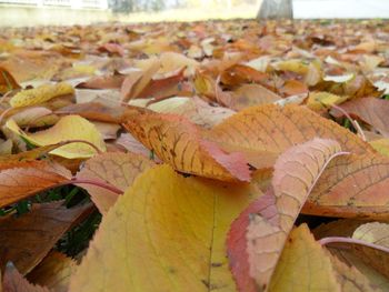 Close-up of leaves in autumn