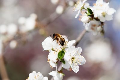 Close-up of bee pollinating flower