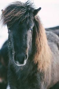 Close-up of horse against sky