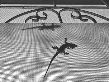 Low angle view of lizards on window