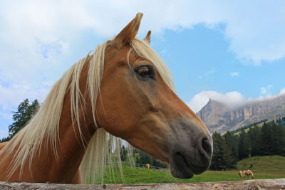 Horse in ranch