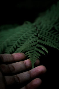 Close-up of hand holding leaves