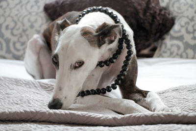 Close-up of dog lying on bed