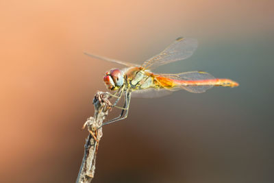 Close-up of dragonfly on twig