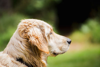 Close-up of dog looking away