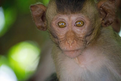 Close-up of monkey