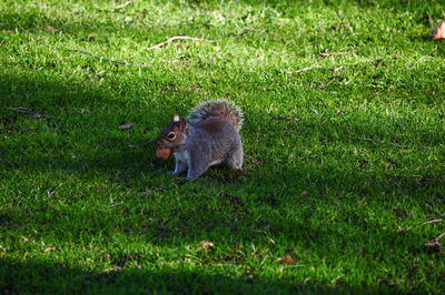 Squirrel on grassy field