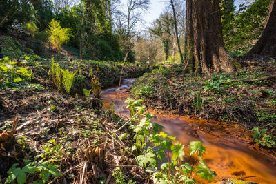 Stream amidst trees in forest