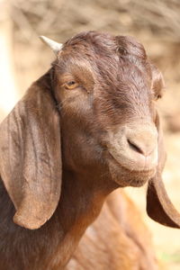 Close-up of a horse