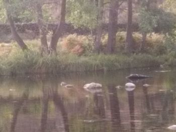 View of birds in lake