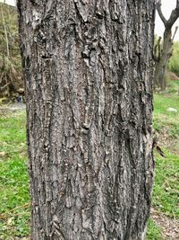 Close-up of tree trunk on field
