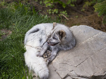 High angle view of cute young arctic fox in summer morph licking its lips while curled up resting