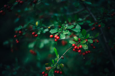 Close-up of red berries growing on tree