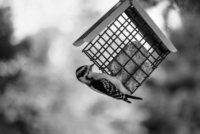 Low angle view of bird flying against sky