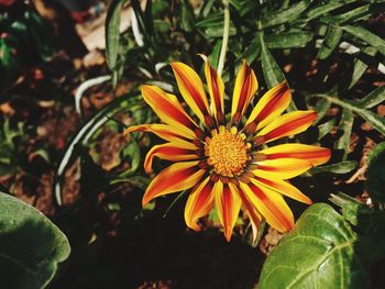 Close-up of yellow flower blooming outdoors