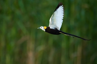 Close-up of bird flying against blurred background