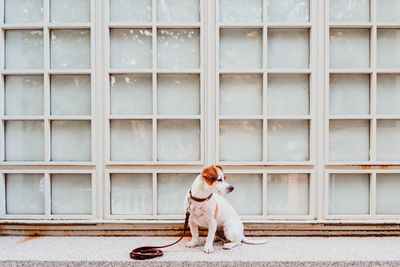 Dog looking away while sitting against wall