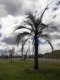 Palm trees on field against sky