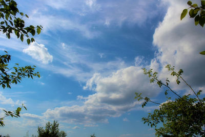 Low angle view of flowering plants against cloudy sky