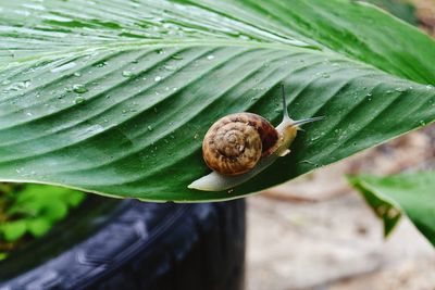 Snail on a leaf