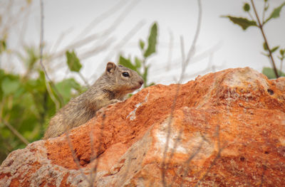 Close-up of squirrel on rock