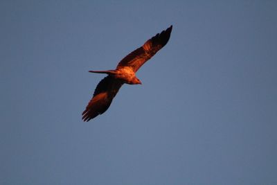 Low angle view of eagle flying against clear sky