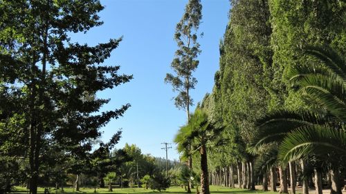 Low angle view of trees against blue sky