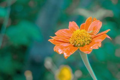 Close up cosmos sulphureus, orange flowers on the garden, colorful orange floral is so beautiful