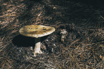 High angle view of mushroom growing on field