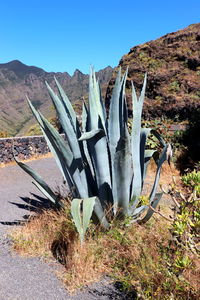 Cactus on field against clear blue sky