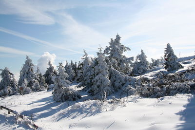 Snow covered trees against sky