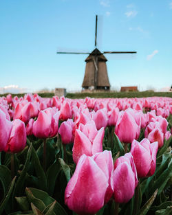 Tulip season in the netherlands