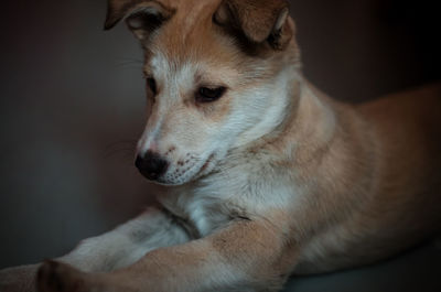 Close-up of dog resting