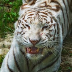 Close-up of a cat