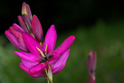 Close-up of pink flowering plant