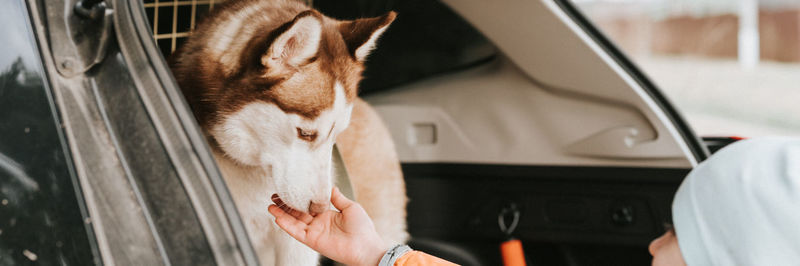 Husky siberian dog. portrait white brown animal pet sitting in the trunk of a car ready to travel