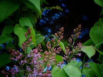 Close-up of pink flowering plant