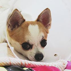 Close-up portrait of a dog