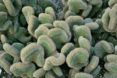 Full frame shot of succulent plant