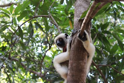 Low angle view of monkey sitting on tree