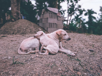 Dog resting on field