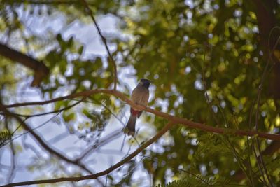 Low angle view of bird perching on tree