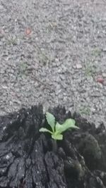 Close-up of young plant growing outdoors