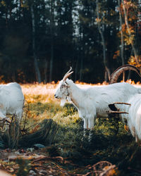 View of an animal on land