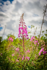 Close-up of pink flowering plants on field against sky