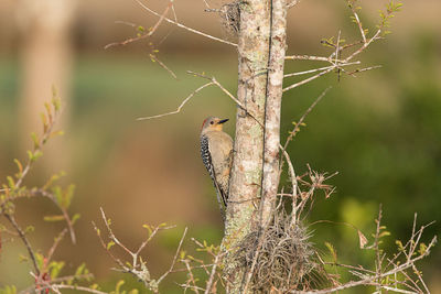 Bird perching on a tree